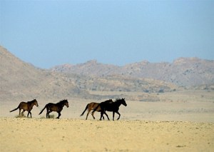 Desert horses