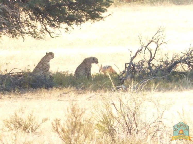 Cheetahs watching over their springbuck lunch